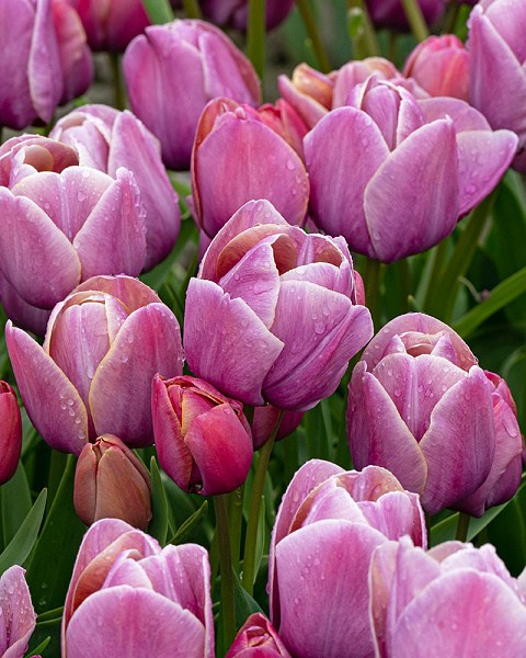 Tulipán mnohokvetý Blue Heaven 